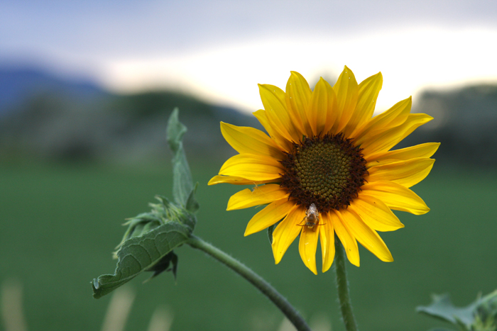 Nature Photography by Nateworks