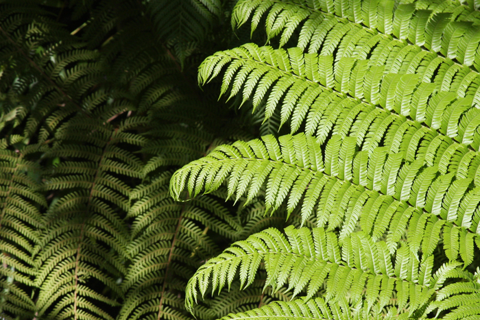 Nature Photography by Nateworks