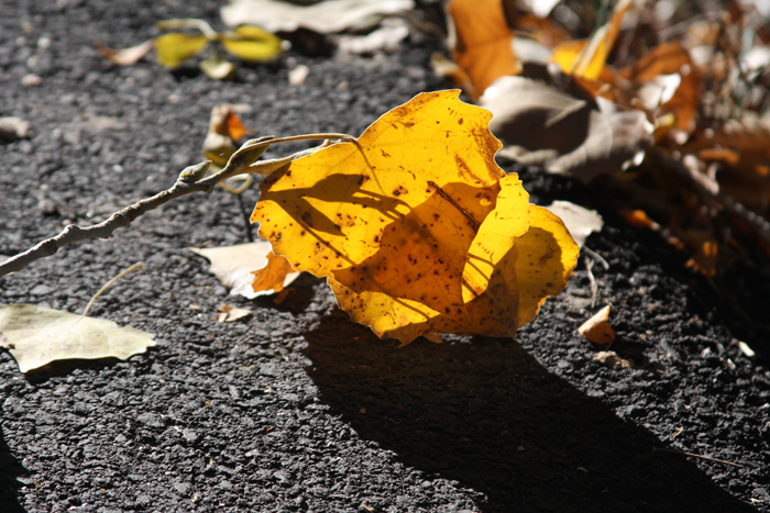 Nature Photography by Nateworks