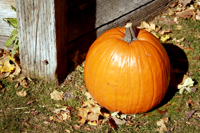 Nature Photography by Nateworks