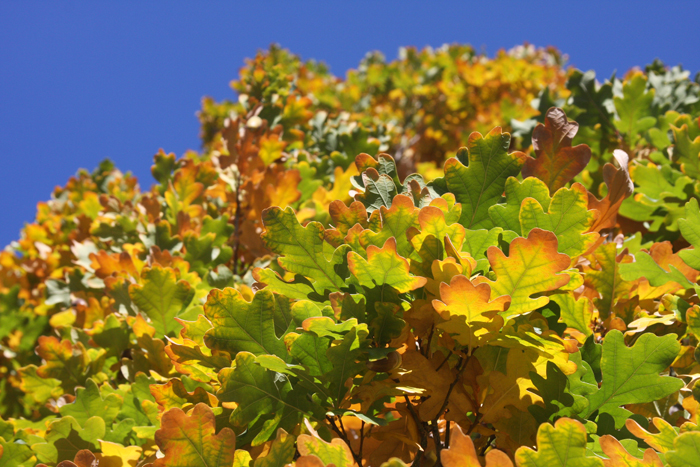 Nature Photography by Nateworks