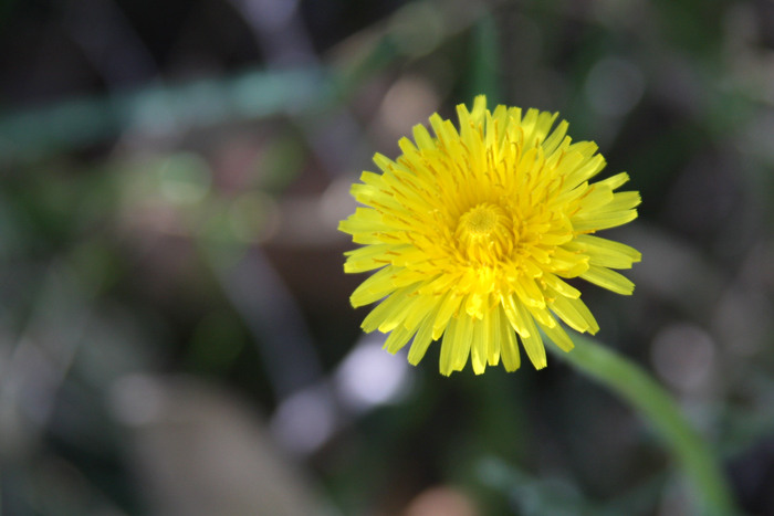 Nature Photography by Nateworks