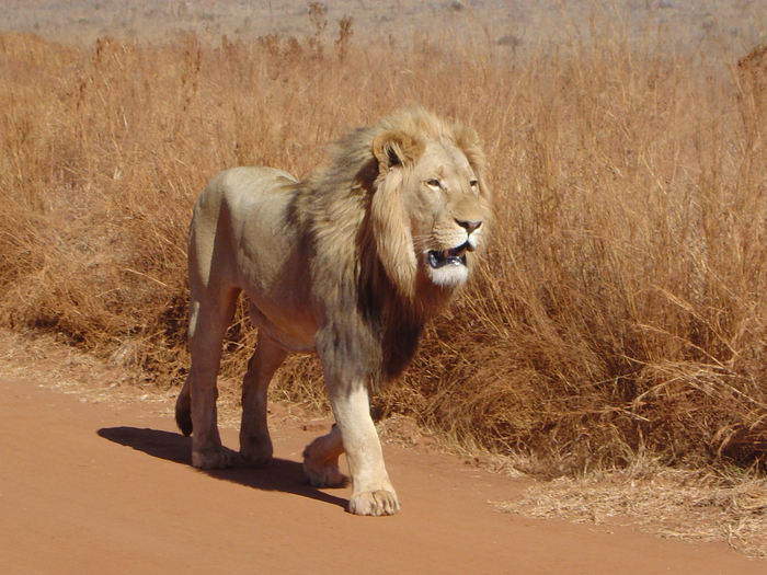 Wildlife Photography by Nateworks