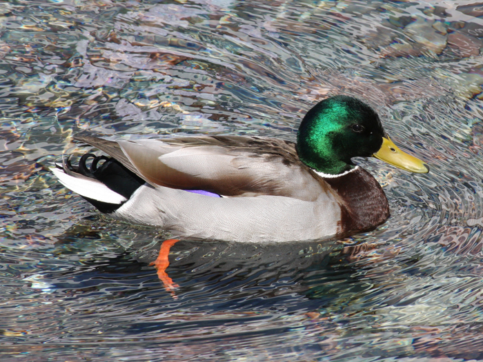 Wildlife Photography by Nateworks