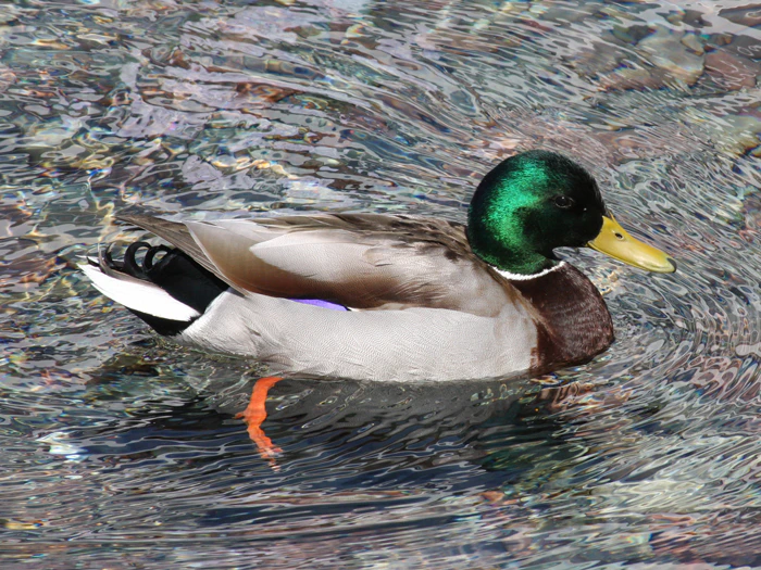 Wildlife Photography by Nateworks