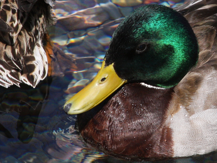 Wildlife Photography by Nateworks