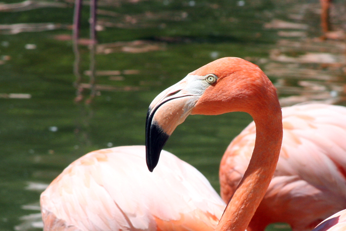 Wildlife Photography by Nateworks