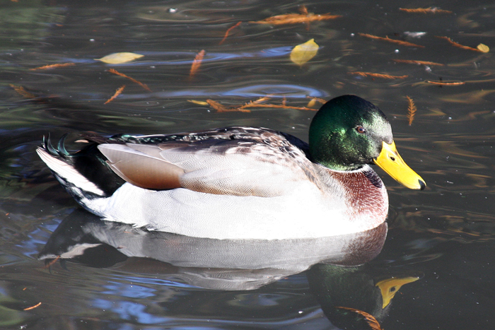 Wildlife Photography by Nateworks