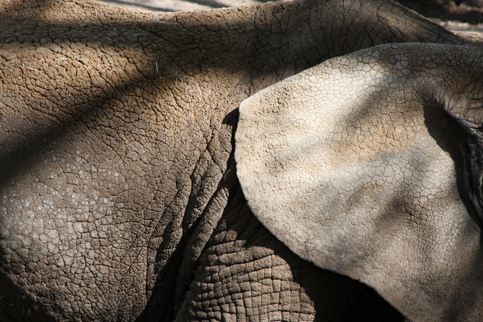 Wildlife Photography by Nateworks