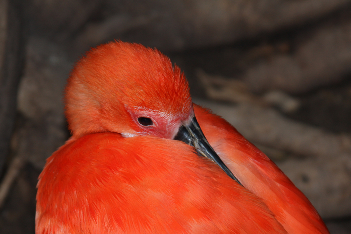 Wildlife Photography by Nateworks