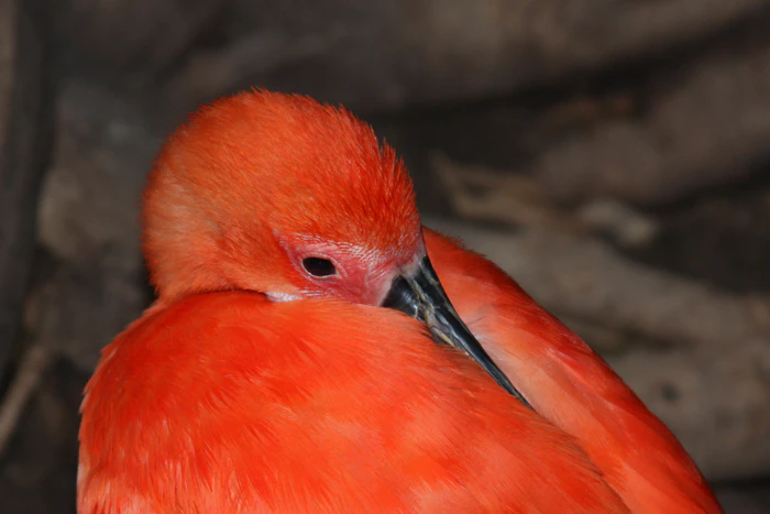 Wildlife Photography by Nateworks